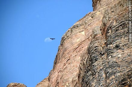 Ave y luna sobre las montañas - Chile - Otros AMÉRICA del SUR. Foto No. 49611