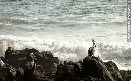 Pelicans on the rocks - Chile - Others in SOUTH AMERICA. Photo #49601