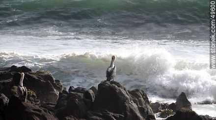 Pelicans on the rocks - Chile - Others in SOUTH AMERICA. Photo #49600