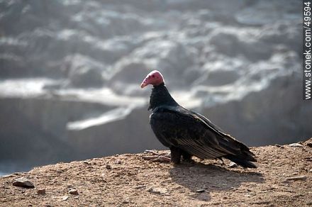 Cuervo de cabeza colorada o Jote - Chile - Otros AMÉRICA del SUR. Foto No. 49594