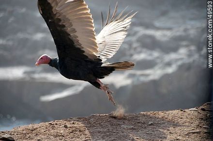 Turkey Vulture - Chile - Others in SOUTH AMERICA. Photo #49593