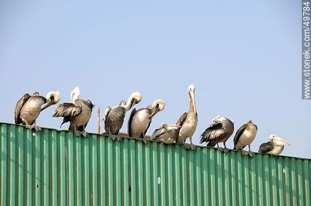 Pelicans sunning on a container. - Chile - Others in SOUTH AMERICA. Photo #49784