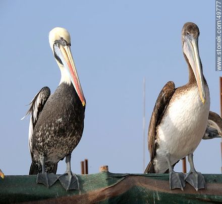 Pelicans in the Port of Arica - Chile - Others in SOUTH AMERICA. Photo #49777
