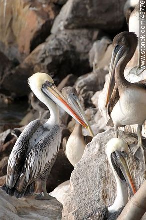 Pelicans in the Port of Arica - Chile - Others in SOUTH AMERICA. Photo #49776
