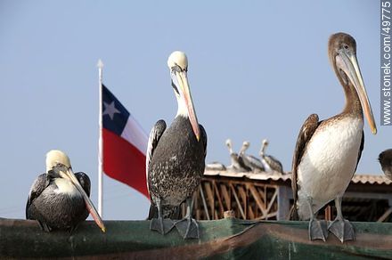 Pelícanos en el Puerto de Arica - Chile - Otros AMÉRICA del SUR. Foto No. 49775