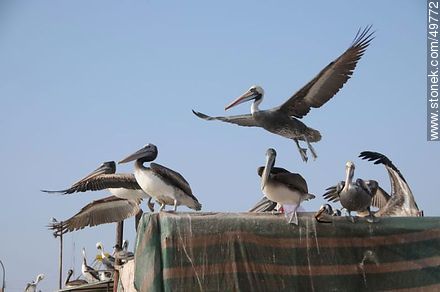 Pelicans in the Port of Arica - Chile - Others in SOUTH AMERICA. Photo #49772