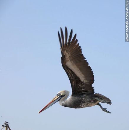 Peruvian pelican - Fauna - MORE IMAGES. Photo #49769