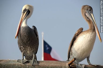 Pelicans in the Port of Arica - Chile - Others in SOUTH AMERICA. Photo #49764