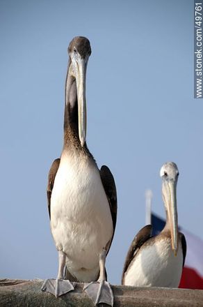 Pelicans in the Port of Arica - Chile - Others in SOUTH AMERICA. Photo #49761