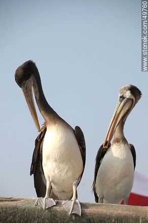 Pelicans in the Port of Arica - Chile - Others in SOUTH AMERICA. Photo #49760