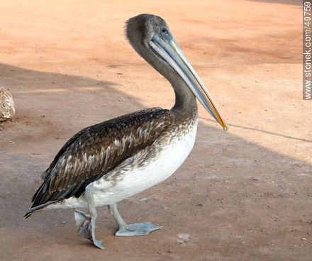 Pelican in the Port of Arica - Chile - Others in SOUTH AMERICA. Photo #49759