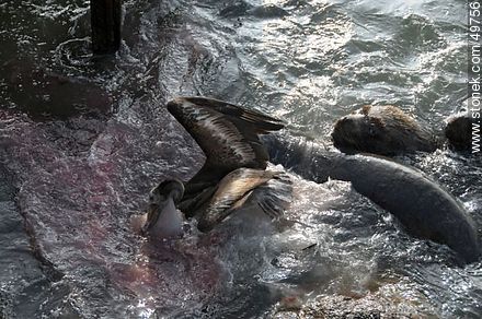 Lobos marinos y pelícanos disputándose el alimento - Chile - Otros AMÉRICA del SUR. Foto No. 49756