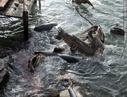 Lobos marinos y pelícanos disputándose el alimento - Chile - Otros AMÉRICA del SUR. Foto No. 49755