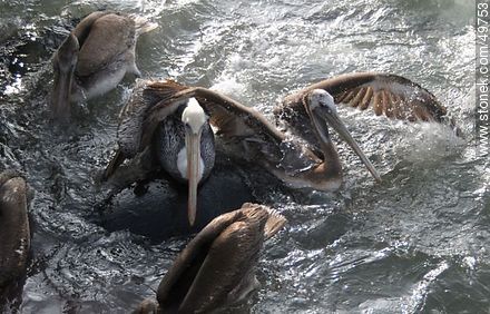 Lobos marinos y pelícanos disputándose el alimento - Chile - Otros AMÉRICA del SUR. Foto No. 49753