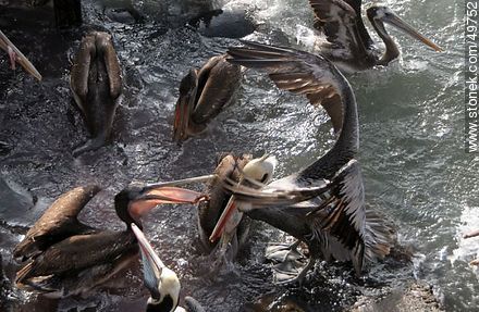 Lobos marinos y pelícanos disputándose el alimento - Chile - Otros AMÉRICA del SUR. Foto No. 49752