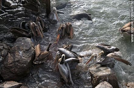 Lobos marinos y pelícanos disputándose el alimento - Chile - Otros AMÉRICA del SUR. Foto No. 49750
