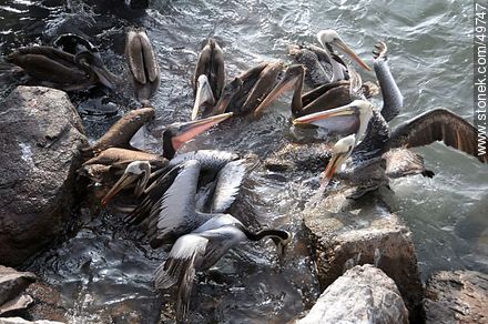 Lobos marinos y pelícanos disputándose el alimento - Chile - Otros AMÉRICA del SUR. Foto No. 49747