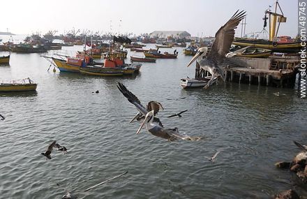 Pelicans flying over the port of Arica - Chile - Others in SOUTH AMERICA. Photo #49745