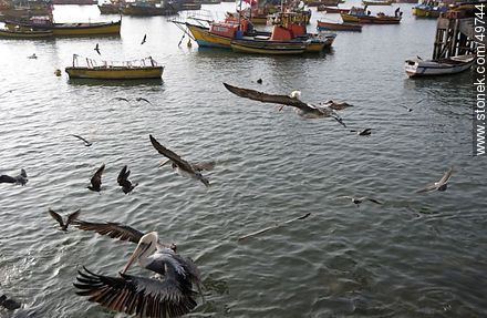 Pelicans flying over the port of Arica - Chile - Others in SOUTH AMERICA. Photo #49744