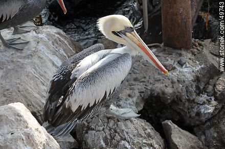 Adult pelican on the rocks of the port of Arica - Chile - Others in SOUTH AMERICA. Photo #49743