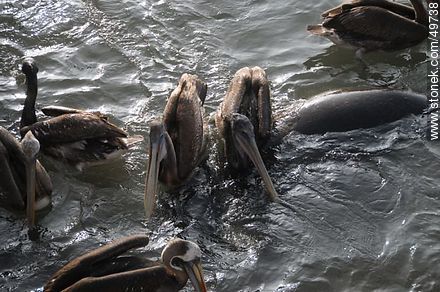Lobos marinos y pelícanos disputándose el alimento - Chile - Otros AMÉRICA del SUR. Foto No. 49738