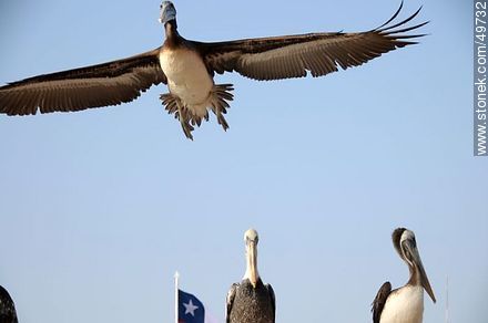 Pelícanos en el puerto de Arica - Chile - Otros AMÉRICA del SUR. Foto No. 49732