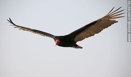 Flying turkey vulture  - Chile - Others in SOUTH AMERICA. Photo #49730