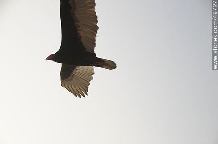 Flying turkey vulture  - Chile - Others in SOUTH AMERICA. Photo #49727