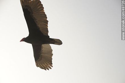 Jote o cuervo de cabeza colorada - Chile - Otros AMÉRICA del SUR. Foto No. 49726