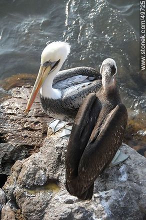 Pelicans on the rocs - Chile - Others in SOUTH AMERICA. Photo #49725