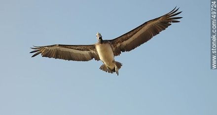 Pelican suspended in the air with wings spread - Fauna - MORE IMAGES. Photo #49724