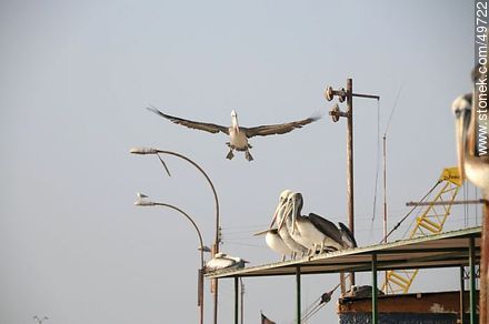 Pelicans in the port of Arica - Chile - Others in SOUTH AMERICA. Photo #49722