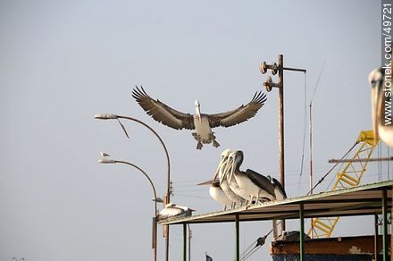 Pelicans in the port of Arica - Chile - Others in SOUTH AMERICA. Photo #49721