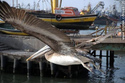 Pelican flying on the port of Arica - Chile - Others in SOUTH AMERICA. Photo #49720