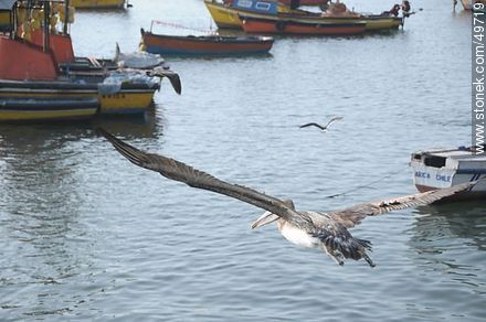 Pelican flying on the port of Arica - Chile - Others in SOUTH AMERICA. Photo #49719