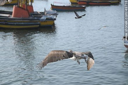 Pelican flying on the port of Arica - Chile - Others in SOUTH AMERICA. Photo #49718
