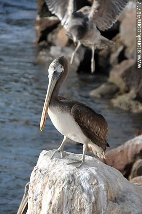 Pelicano y gaviota - Chile - Otros AMÉRICA del SUR. Foto No. 49717