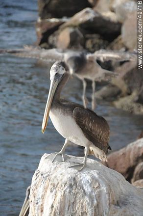 Pelican and Seagull - Chile - Others in SOUTH AMERICA. Photo #49716