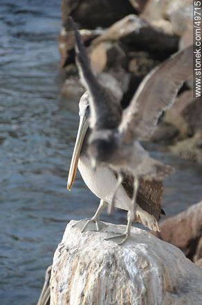 Pelicano y gaviota - Chile - Otros AMÉRICA del SUR. Foto No. 49715