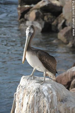 Pelican on a rock - Chile - Others in SOUTH AMERICA. Photo #49714