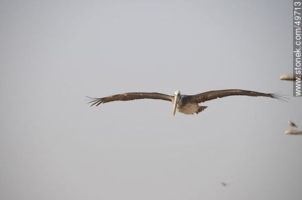 Pelican in flight - Chile - Others in SOUTH AMERICA. Photo #49713