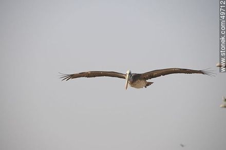 Pelican in flight - Chile - Others in SOUTH AMERICA. Photo #49712