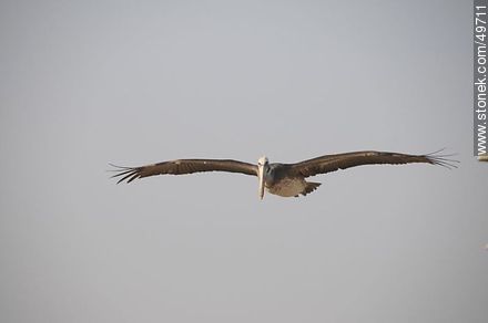 Pelican in flight - Chile - Others in SOUTH AMERICA. Photo #49711