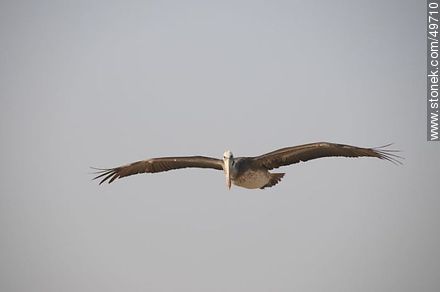 Pelican in flight - Chile - Others in SOUTH AMERICA. Photo #49710
