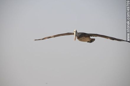 Pelican in flight - Chile - Others in SOUTH AMERICA. Photo #49709