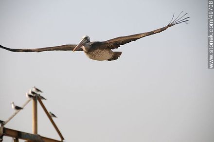 Pelican in flight - Chile - Others in SOUTH AMERICA. Photo #49708