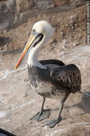 Pelican in the port of Arica. - Chile - Others in SOUTH AMERICA. Photo #49701