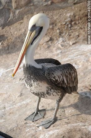Pelican in the port of Arica. - Chile - Others in SOUTH AMERICA. Photo #49700