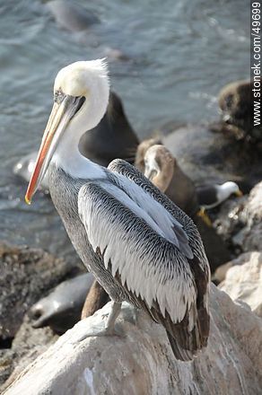 Pelicans in the port of Arica. - Chile - Others in SOUTH AMERICA. Photo #49699