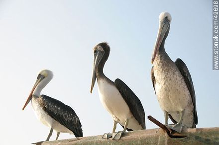 Pelicans in the port of Arica. - Chile - Others in SOUTH AMERICA. Photo #49698
